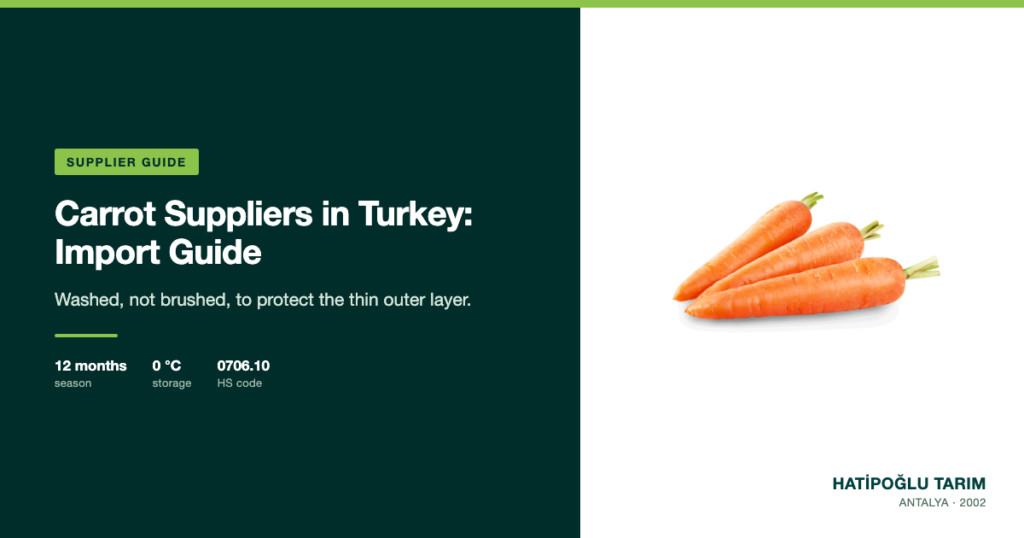 Carrot Suppliers in Turkey: Import Guide