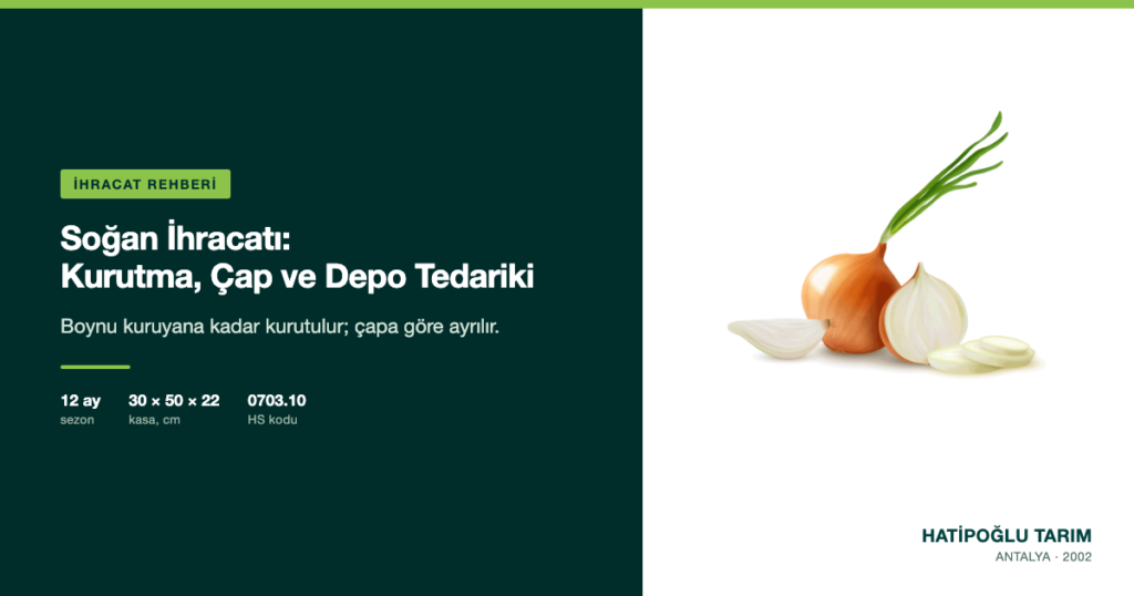 Soğan İhracatı: Kurutma, Çap ve Depo Tedariki