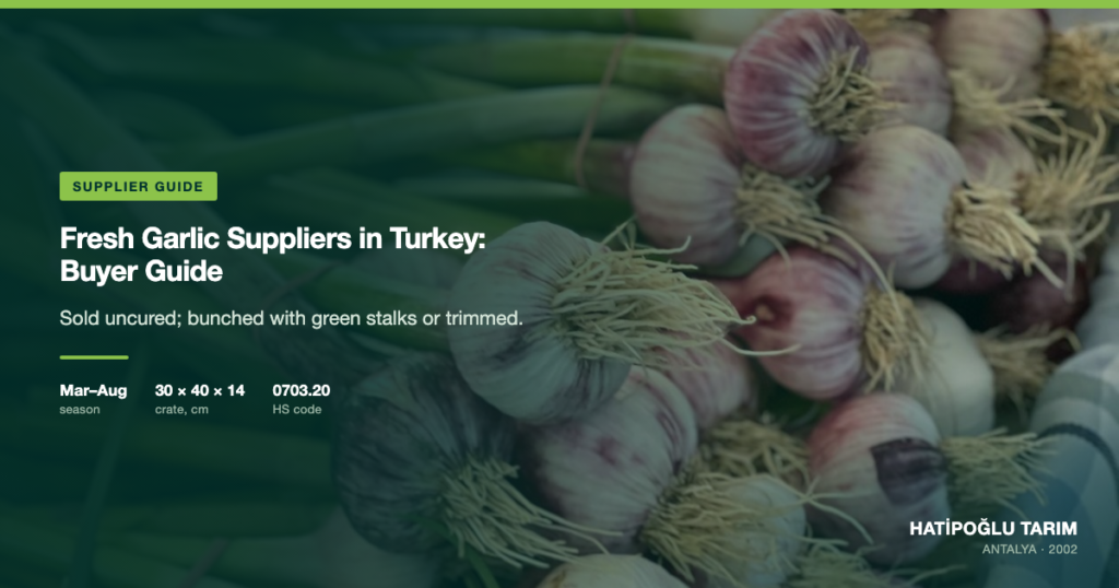 Fresh Garlic Suppliers in Turkey: Buyer Guide