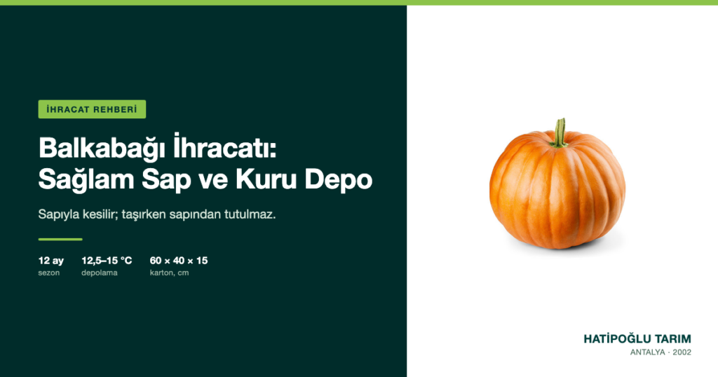 Balkabağı İhracatı: Sağlam Sap ve Kuru Depo