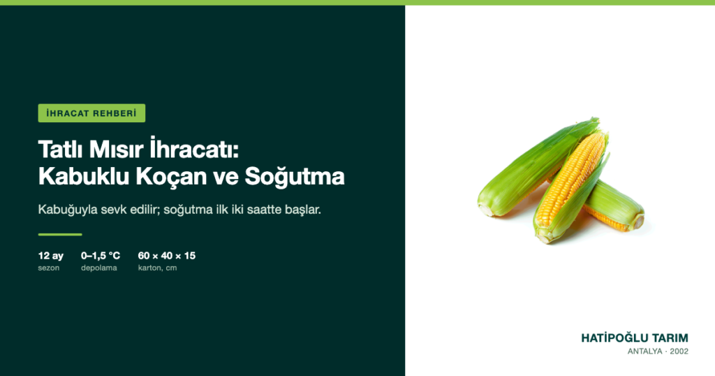 Tatlı Mısır İhracatı: Kabuklu Koçan ve Soğutma