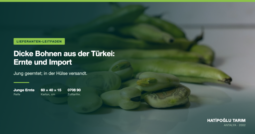 Dicke Bohnen aus der Türkei: Ernte und Import