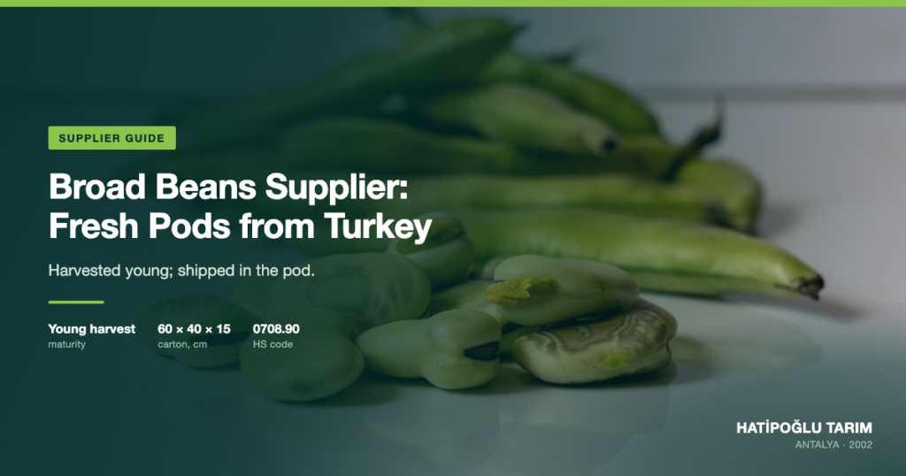 Broad Beans Supplier: Fresh Pods from Turkey