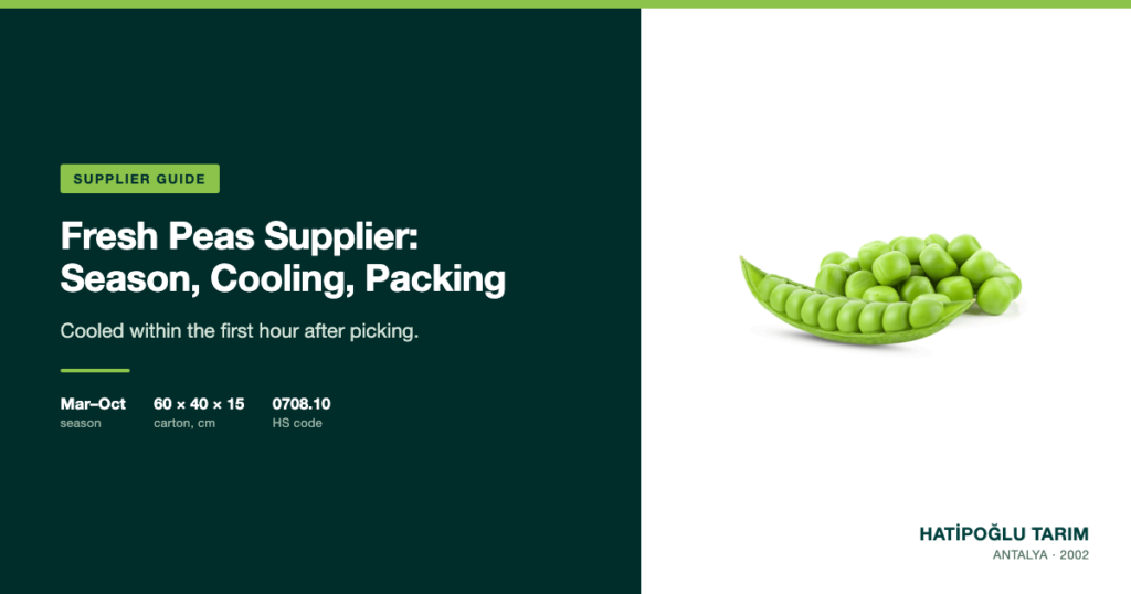 Fresh Peas Supplier: Season, Cooling, Packing
