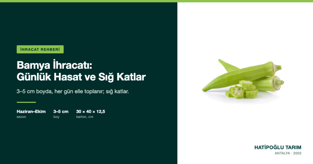Bamya İhracatı: Günlük Hasat ve Sığ Katlar