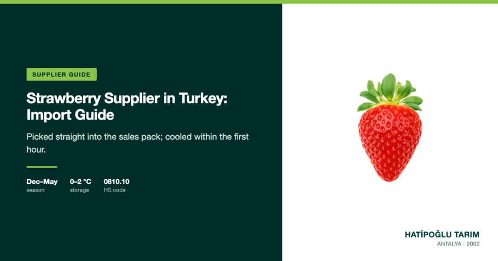 Strawberry Supplier in Turkey: Import Guide