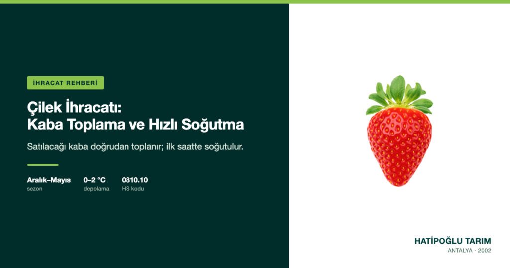 Çilek İhracatı: Kaba Toplama ve Hızlı Soğutma