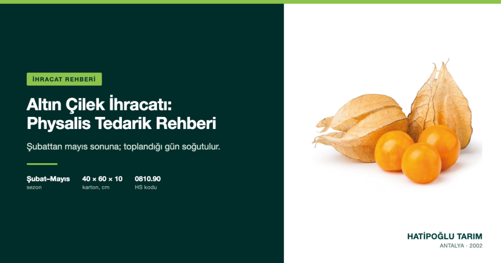 Altın Çilek İhracatı: Physalis Tedarik Rehberi