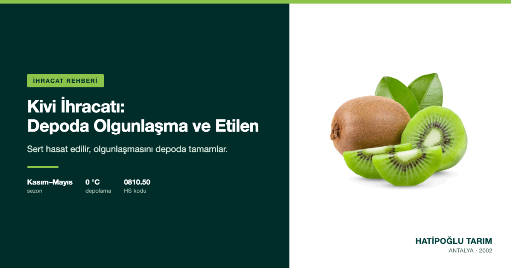 Kivi İhracatı: Depoda Olgunlaşma ve Etilen