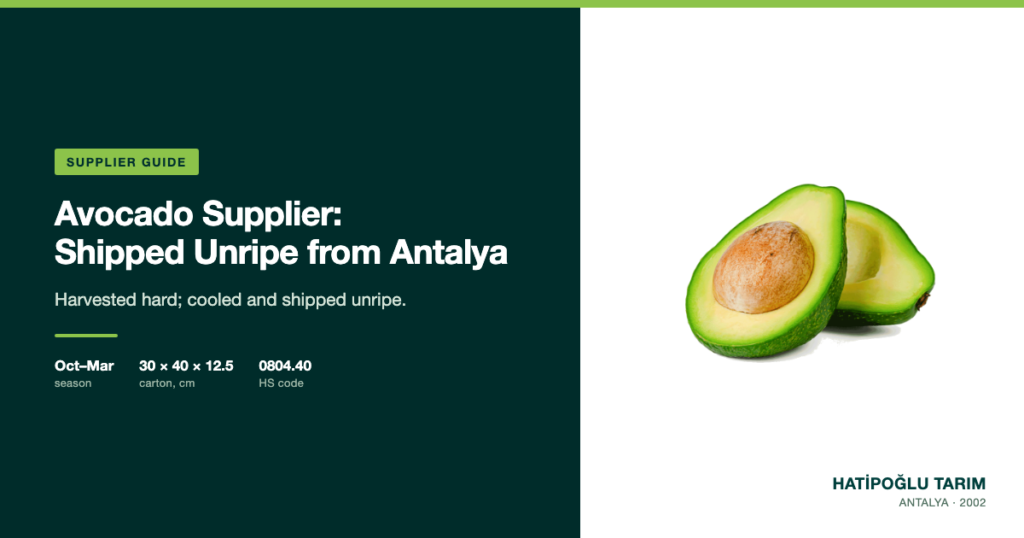 Avocado Supplier: Shipped Unripe from Antalya