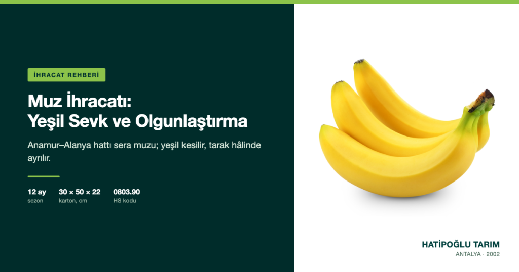 Muz İhracatı: Yeşil Sevk ve Olgunlaştırma